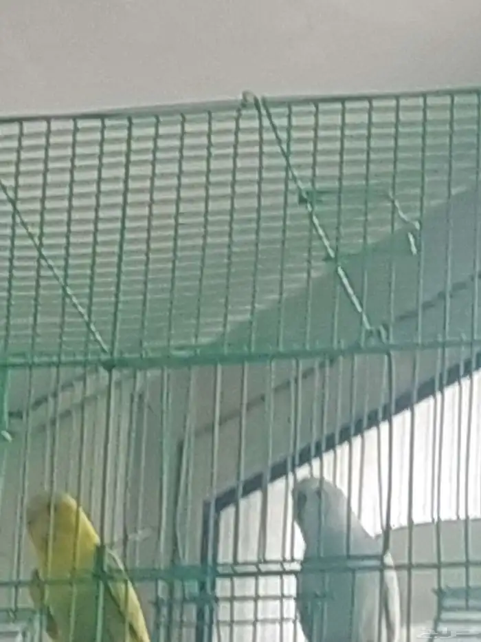 زوج طيور حب للبيع 1