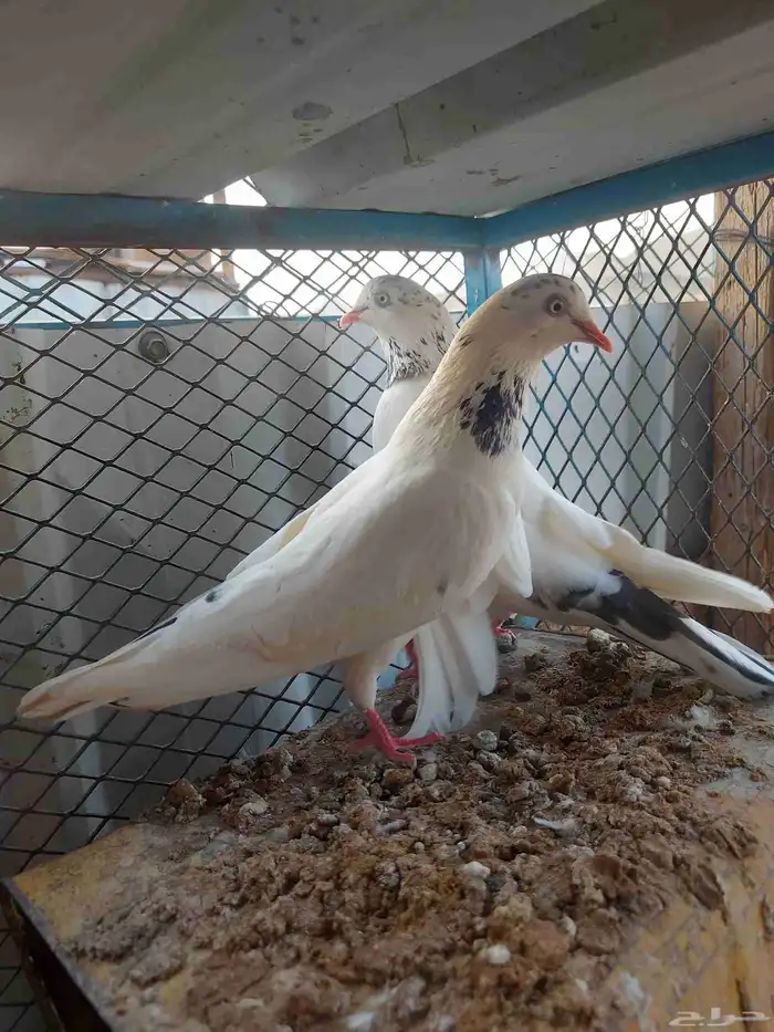 زوج تيدي جنسرا منتج وعلى الشرط صحه ومطير 0