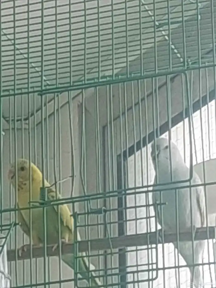 زوج طيور حب للبيع 0