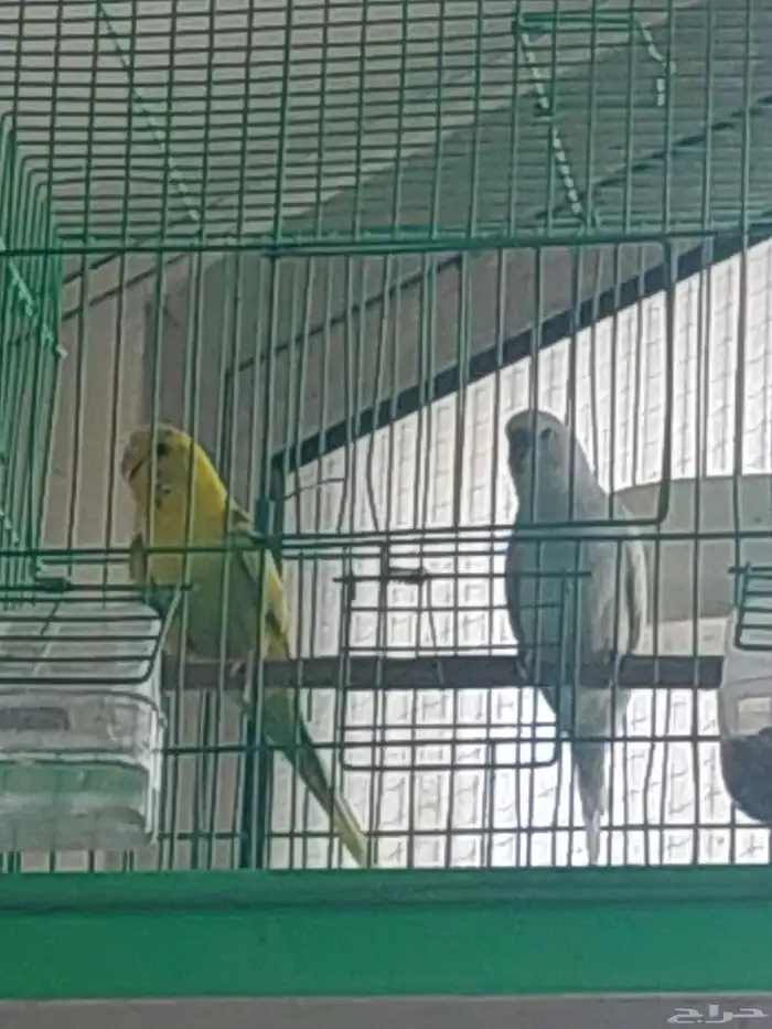 زوج طيور حب للبيع 2