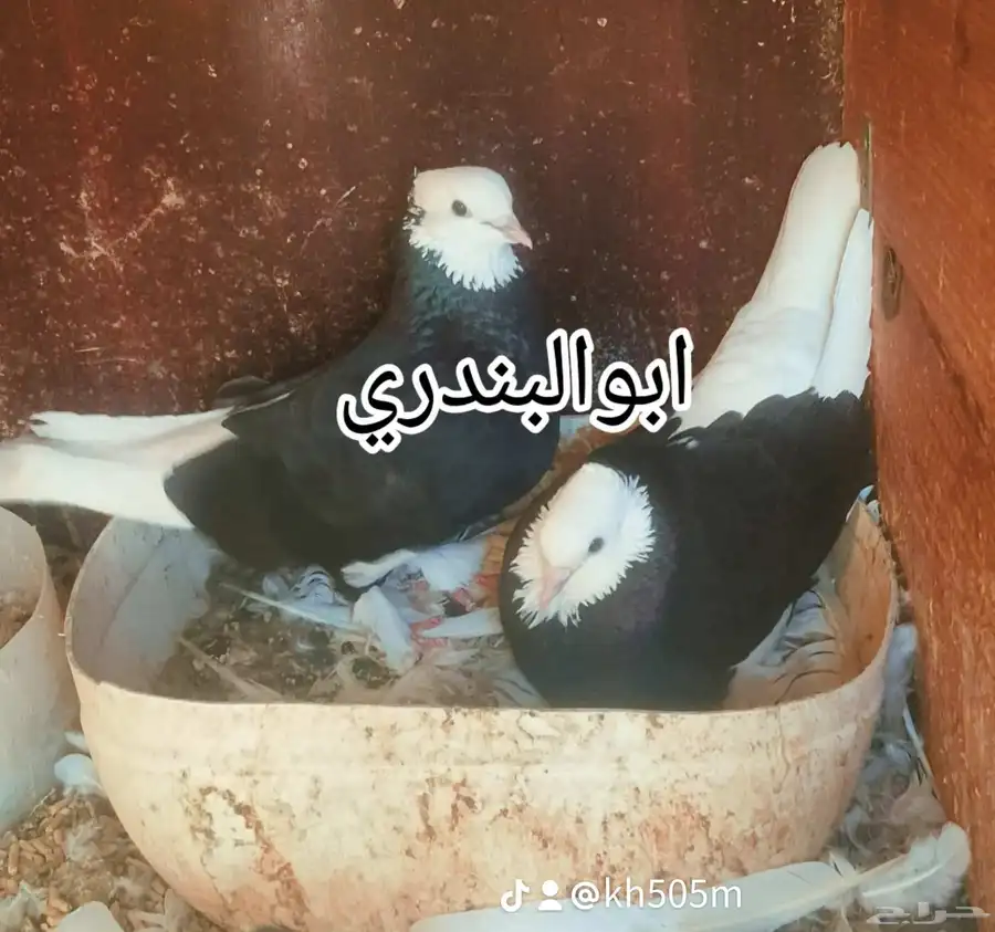 حمام ايراني 0