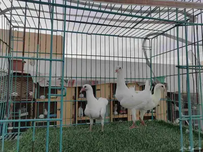 زوج مالتيز ( تم البيع) 3