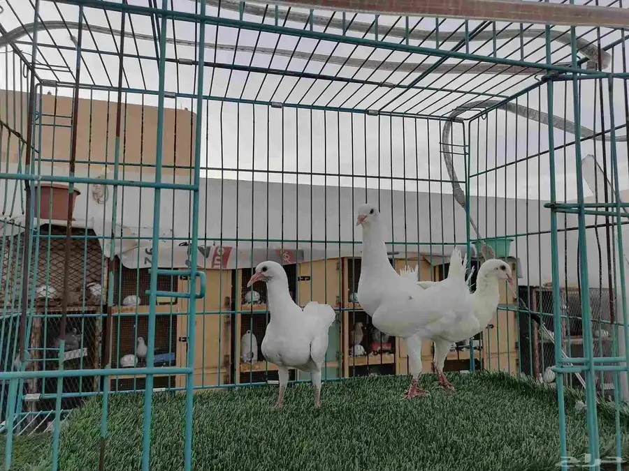 زوج مالتيز 3