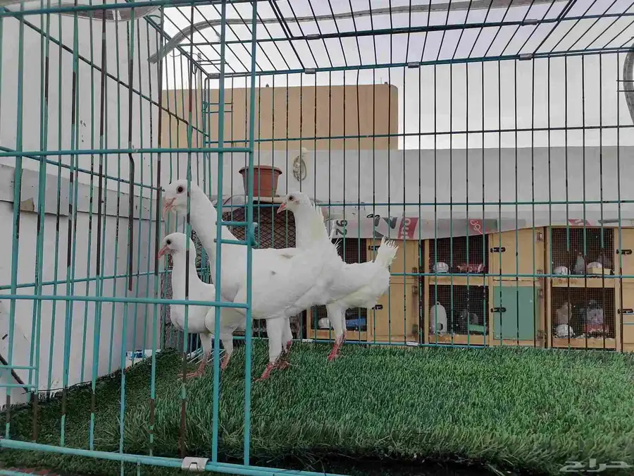 زوج مالتيز 2