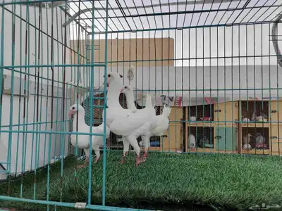 زوج مالتيز ( تم البيع) 1