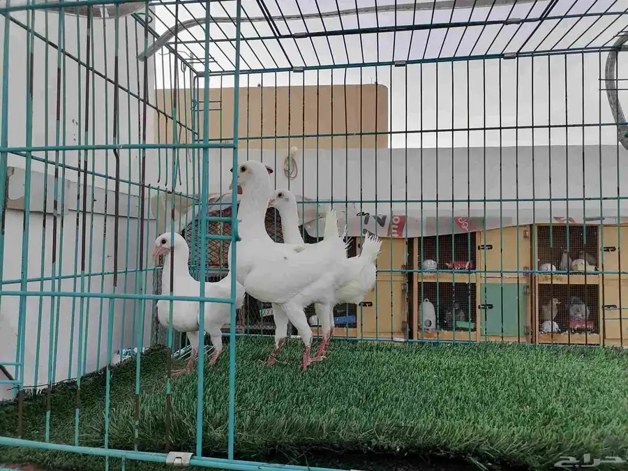 زوج مالتيز 1