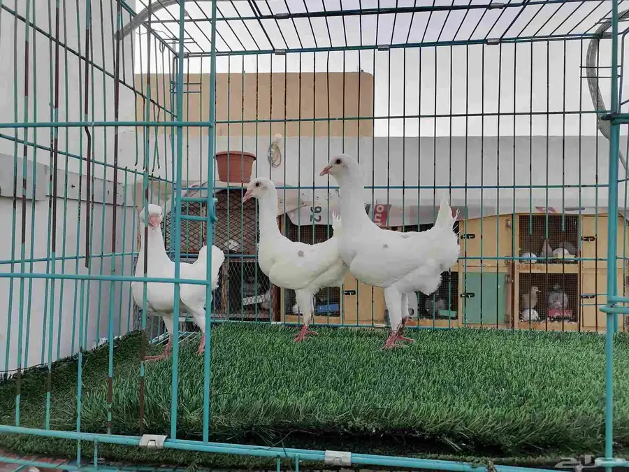 زوج مالتيز 0