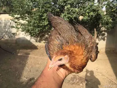 دجاج عربي فري_تم البيع 1