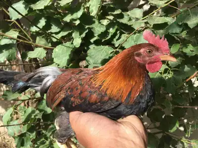 دجاج عربي فري_تم البيع 0