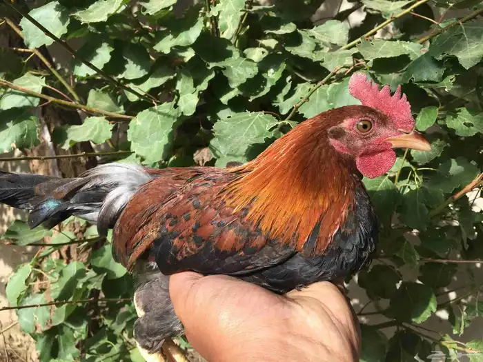 دجاج عربي فري_تم البيع 0