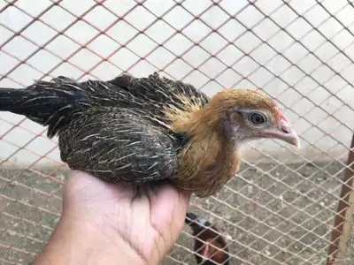 دجاج عربي فري_تم البيع 3