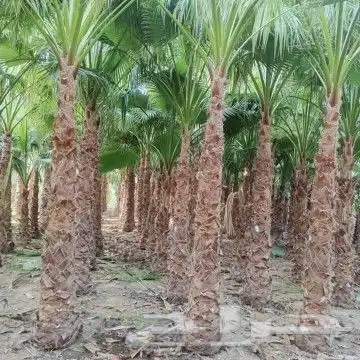 يوجد تيل طبيعي سعر المتر 10ريال 3