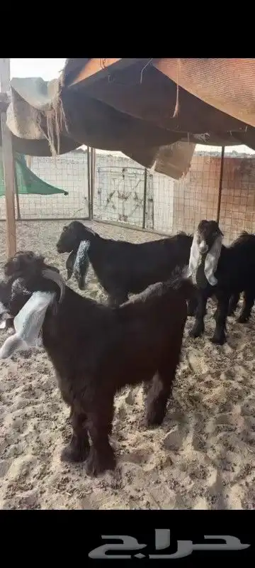 تيوس ثلاجه سمان 0
