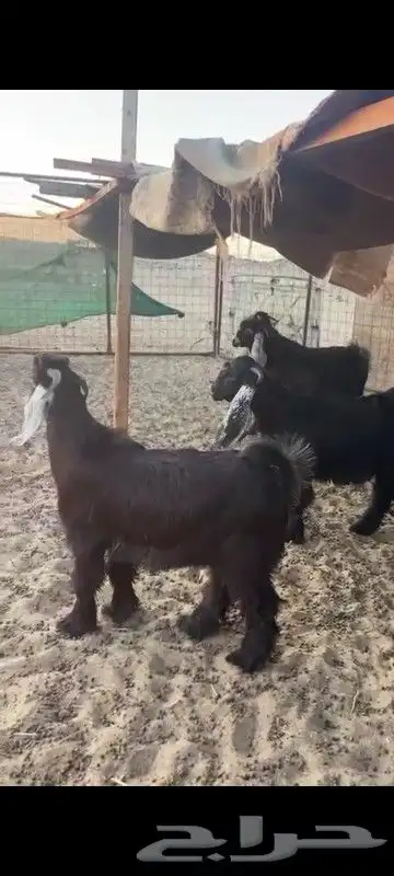 تيوس ثلاجه سمان 2