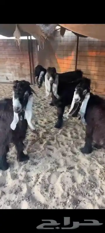 تيوس ثلاجه سمان 4
