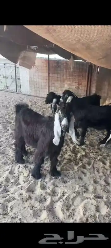 تيوس ثلاجه سمان 1
