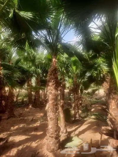 يوجدلدين جميع انواع انخل المثمره وزينه 4