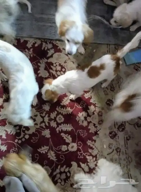 كلب للتبني 11