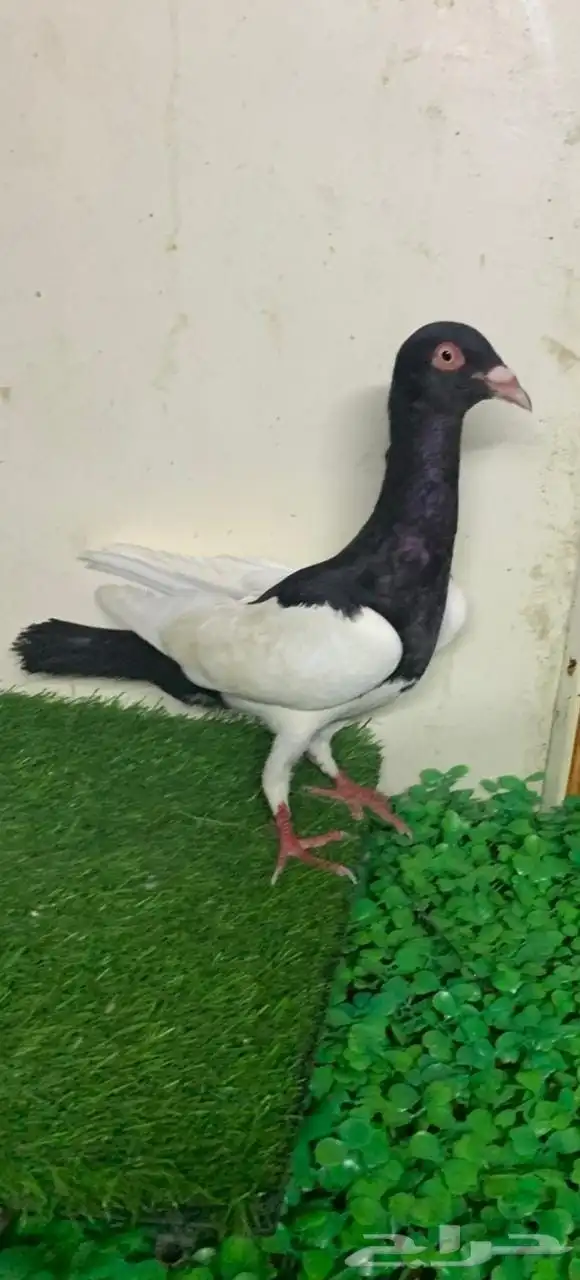 زوج حمام البع 1