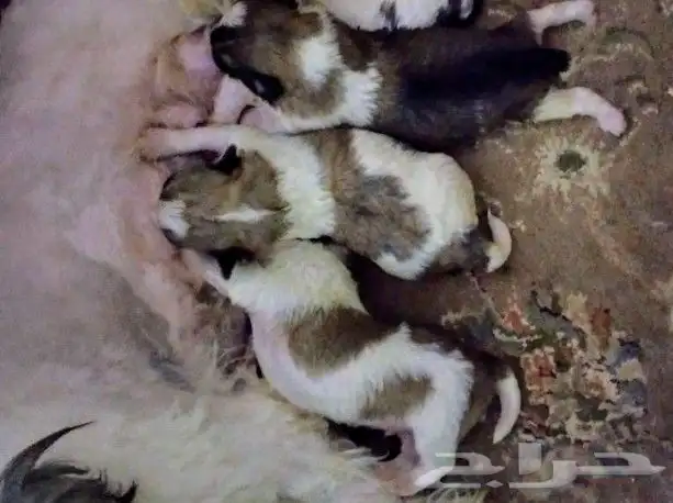 كلب للتبني 10