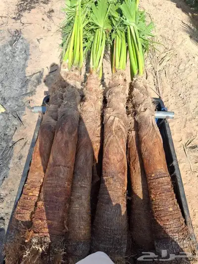 يوجدلدين جميع انواع انخل المثمره وزينه 2