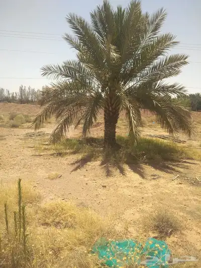 نخيل عربي واشنطني جميع المقاسات 4