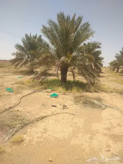 نخيل عربي واشنطني جميع المقاسات 5