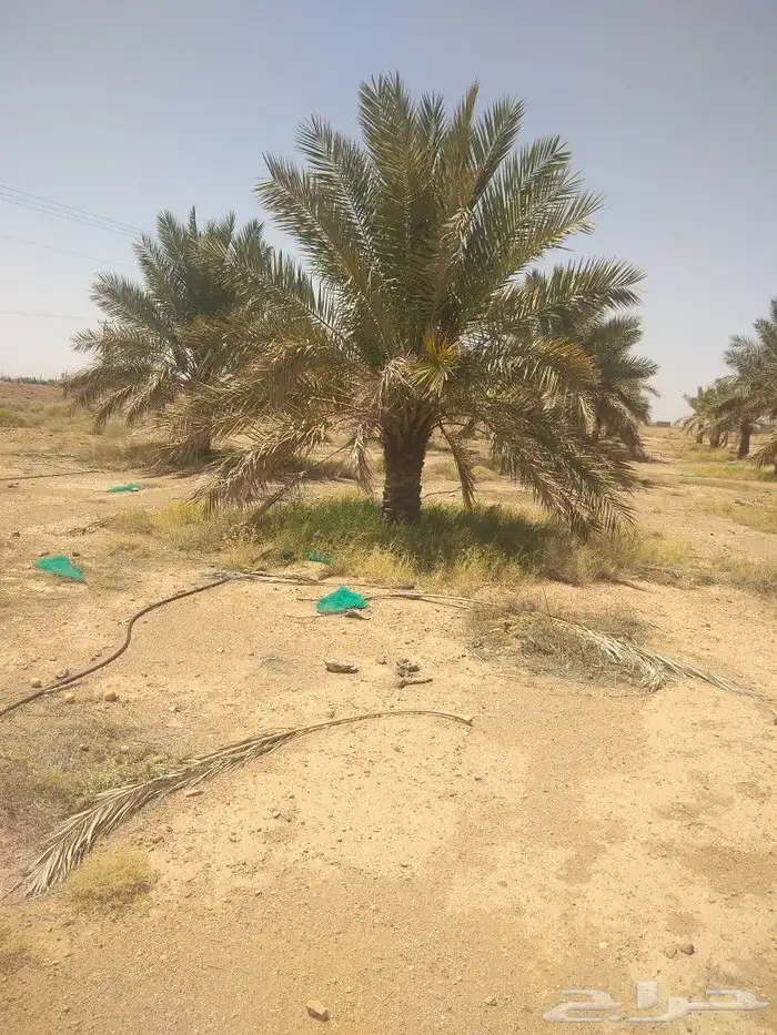 نخيل عربي واشنطني جميع المقاسات 5