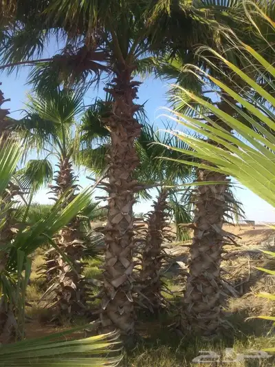 نخيل عربي واشنطني جميع المقاسات 1