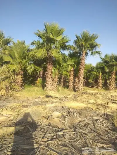 نخيل عربي واشنطني جميع المقاسات 3