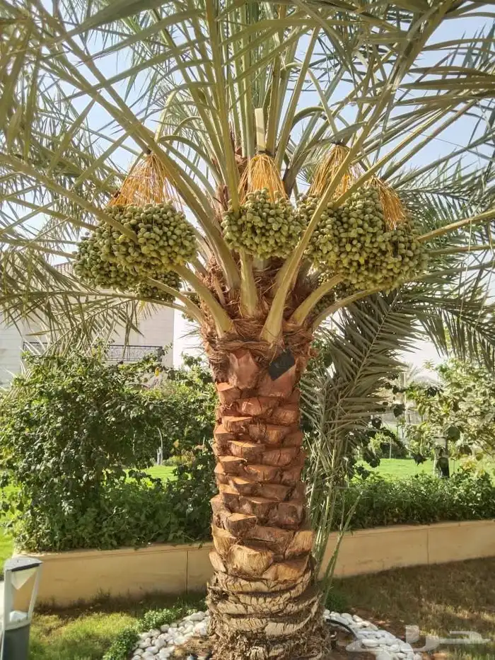 زراعي فني منسق نخيل العربي والواشنطني نظافه عامه تكريب لقاح 0