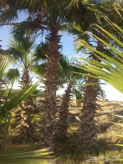 نخيل عربي واشنطني جميع المقاسات 2