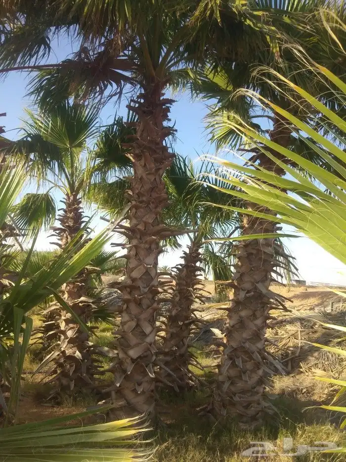نخيل عربي واشنطني جميع المقاسات 2
