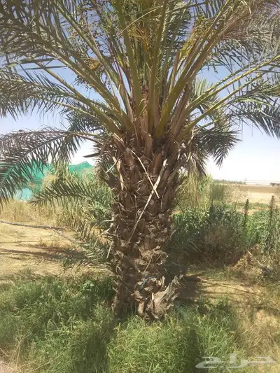 نخيل عربي واشنطني جميع المقاسات 6