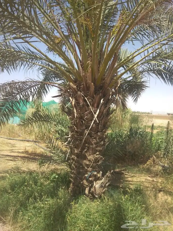 نخيل عربي واشنطني جميع المقاسات 6