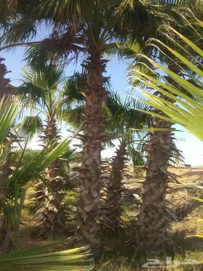 نخيل عربي واشنطني جميع المقاسات 0