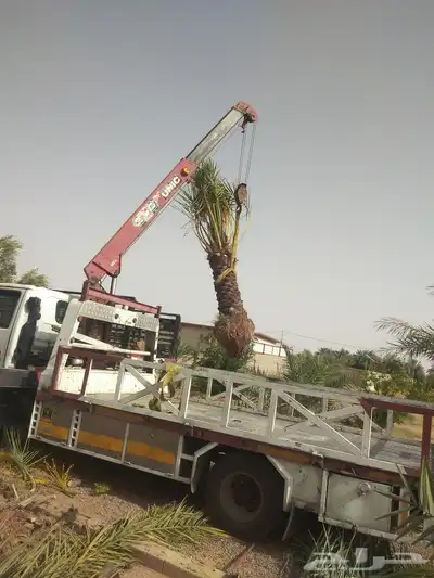 نخيل عربي واشنطني جميع المقاسات 8