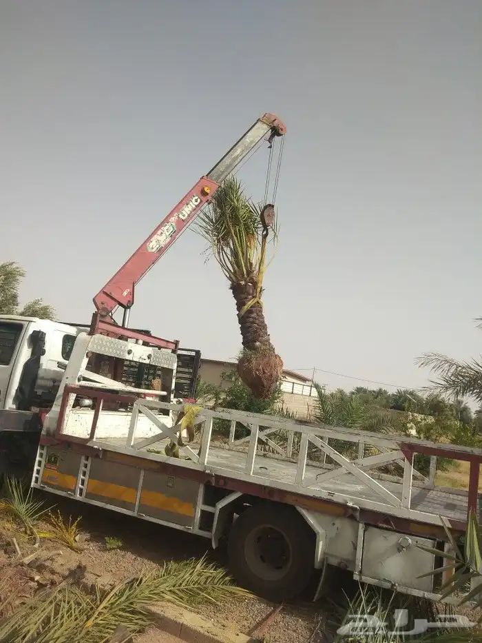 نخيل عربي واشنطني جميع المقاسات 8