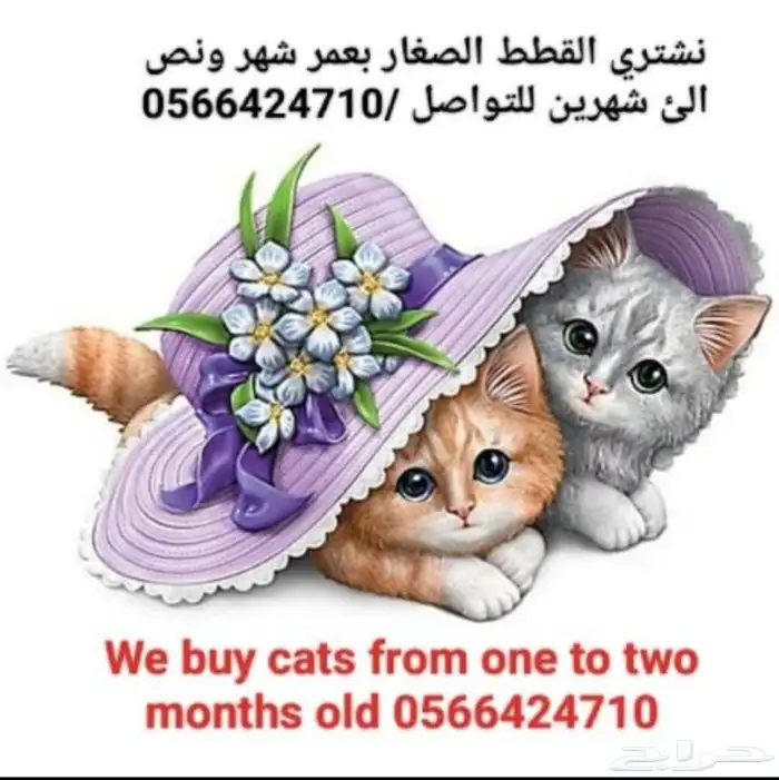 نشتري القطط بعمر الشهر لما شهرين 0