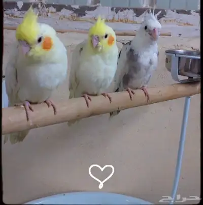 زوج كروان منتج للبيع 2