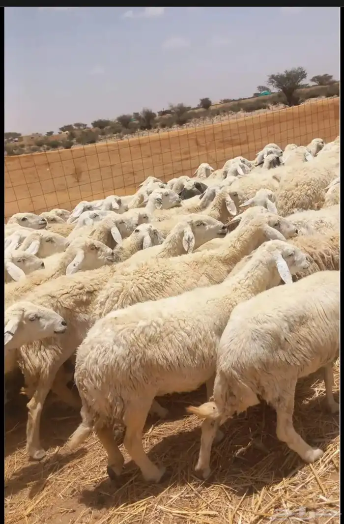انا السوداني يدور عمر راعي غنوه 0