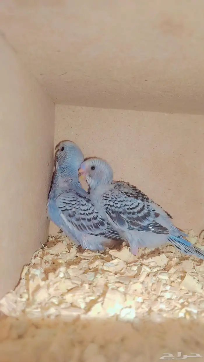 طيور بادجي اشكال وانواع موجود باقي اثنين 11