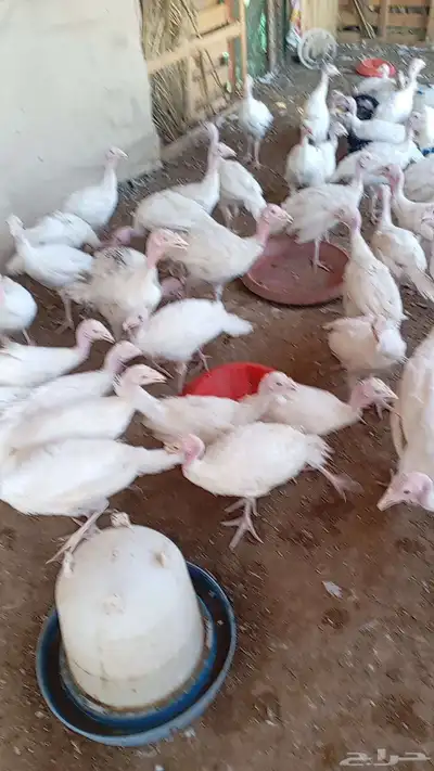 صوص رومي ابيض فاخر 0