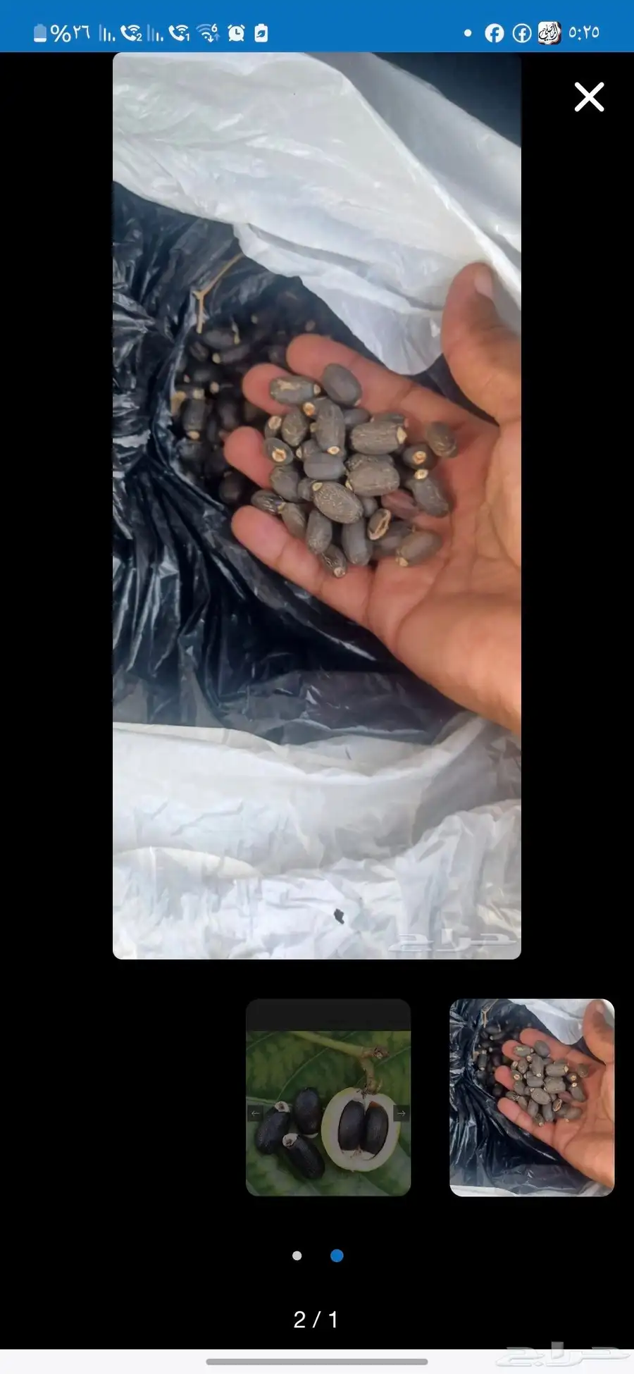 شجره جتروفيا (متوفر بذور 250 ريال الكيلو ) حديثه الانتاج 0