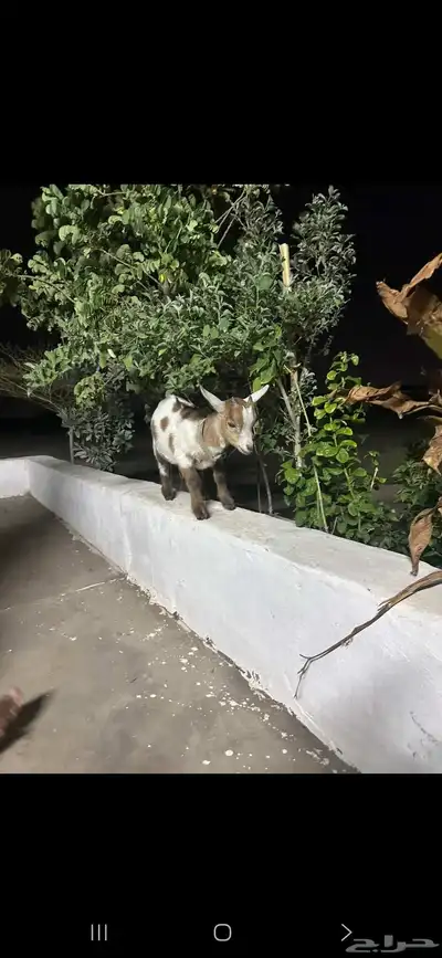 ماعز قزمي ( انباع ) 4