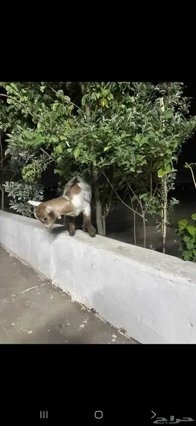 ماعز قزمي ( انباع ) 1