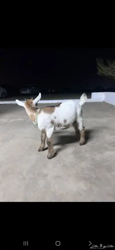 ماعز قزمي ( انباع ) 6