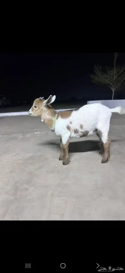 ماعز قزمي ( انباع ) 2