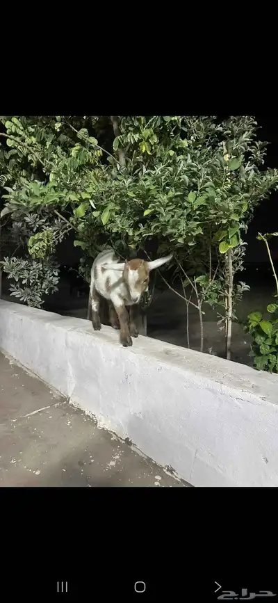 ماعز قزمي ( انباع ) 0