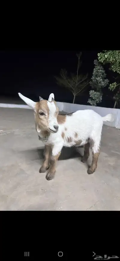 ماعز قزمي ( انباع ) 3